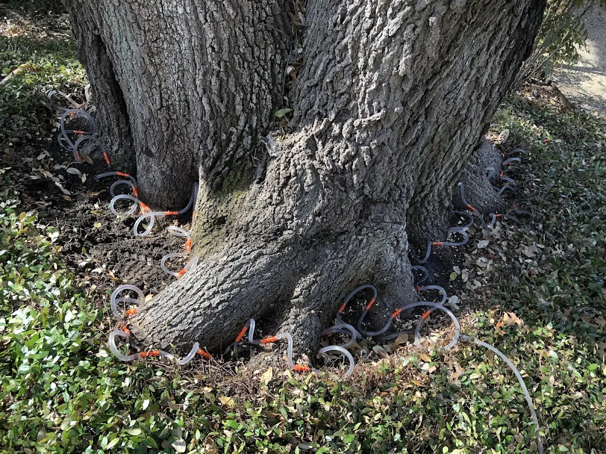 Detailed Tree Cabling and Bracing job site in Tyro