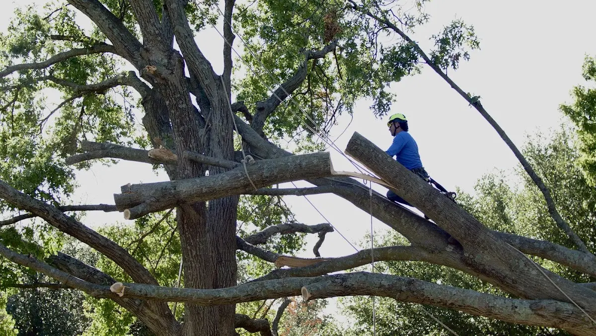 Professional Crown Thinning performed by certified arborists in Tyro